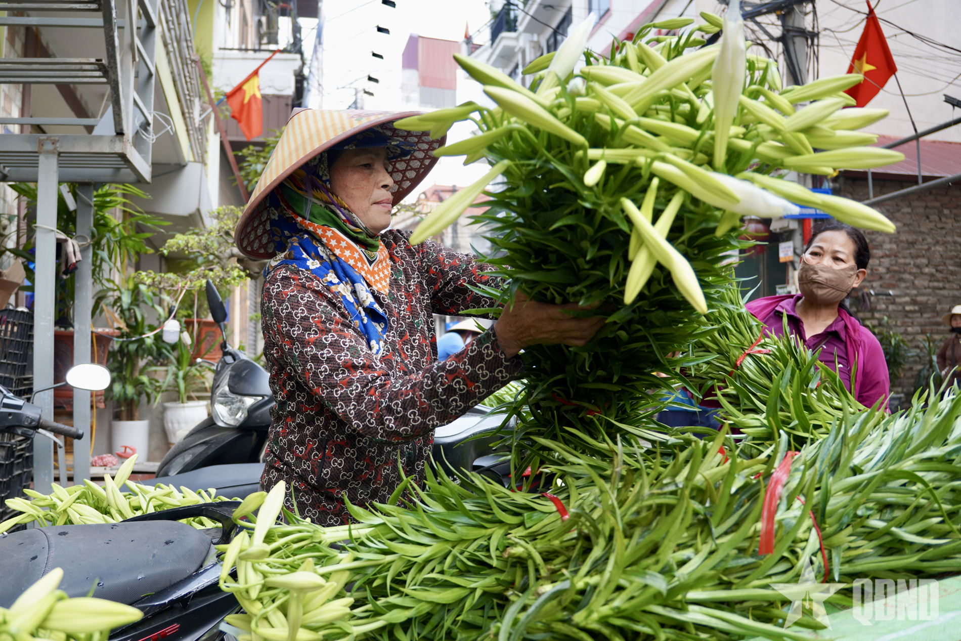 Mùa loa kèn khởi sắc trên đất Thủ đô 
